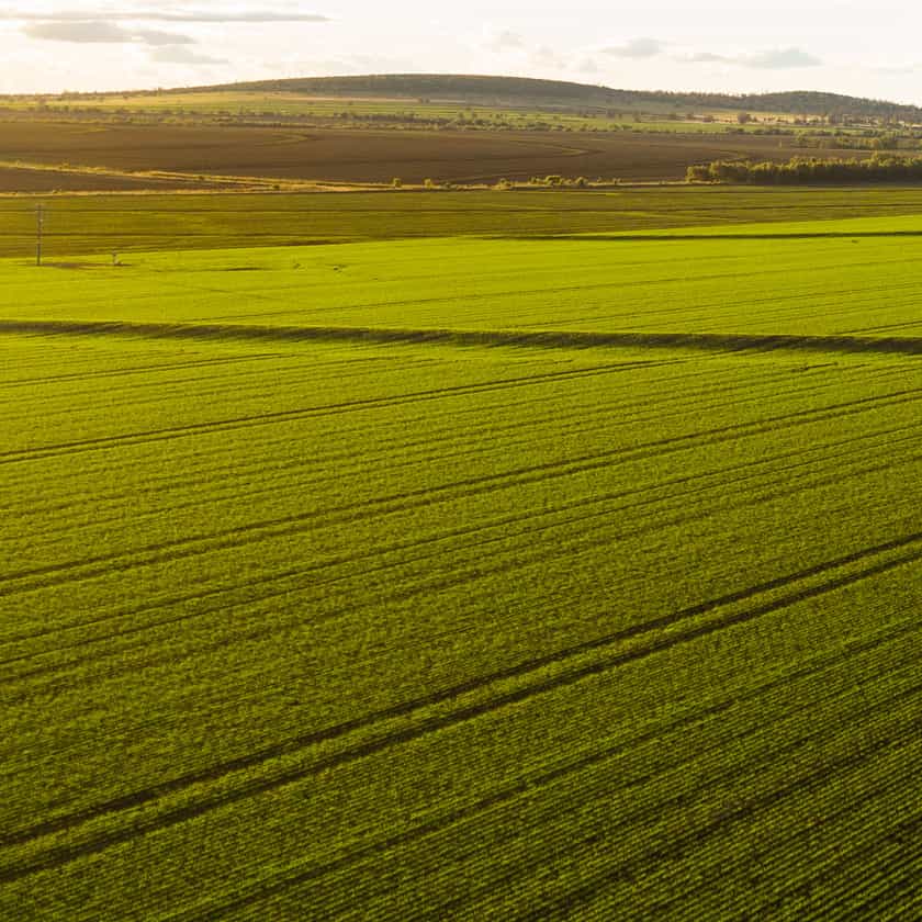 Wheat fields of the Golden Triangle region
