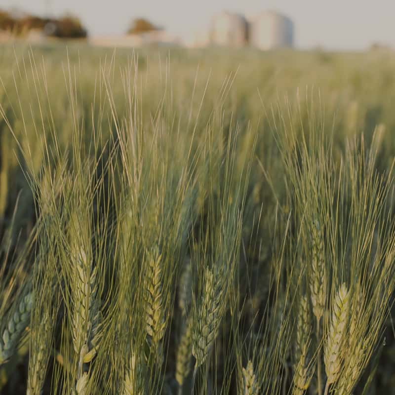 Bellata Gold durum wheat field with farm and silos in the background