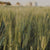 Bellata Gold durum wheat field with farm and silos in the background