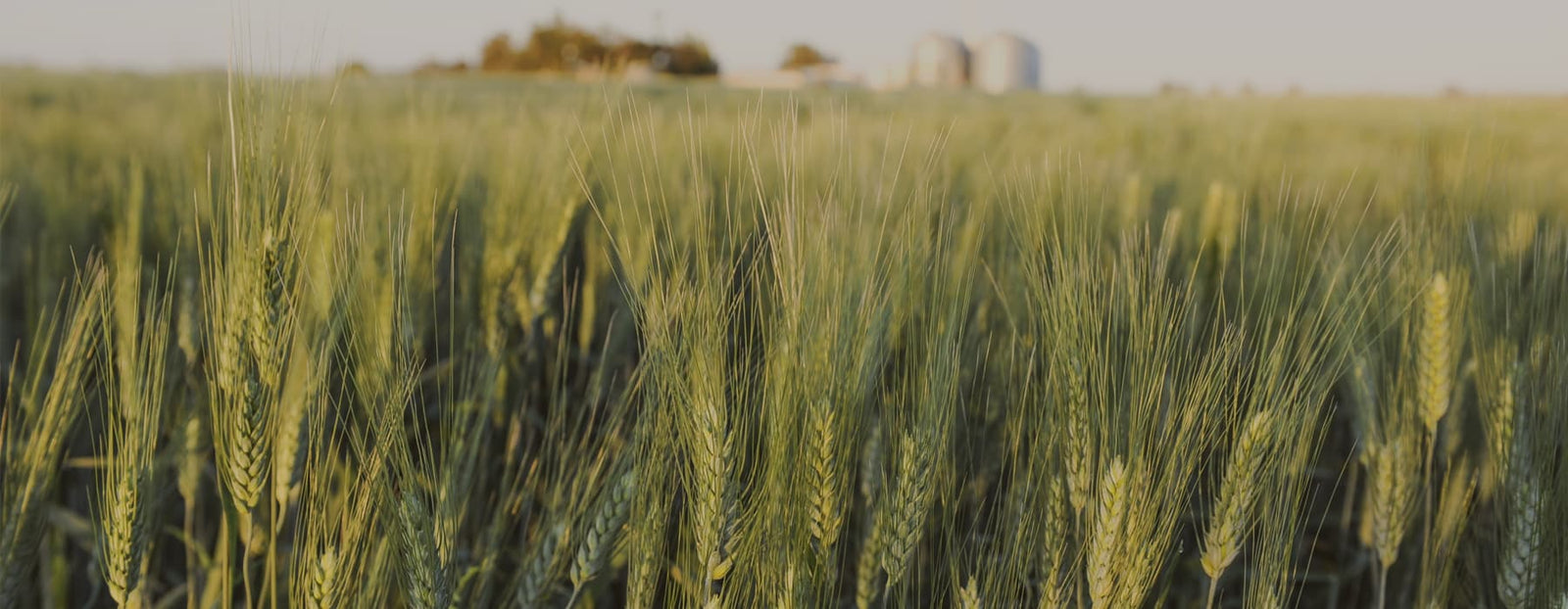 Bellata Gold durum wheat field with farm and silos in the background