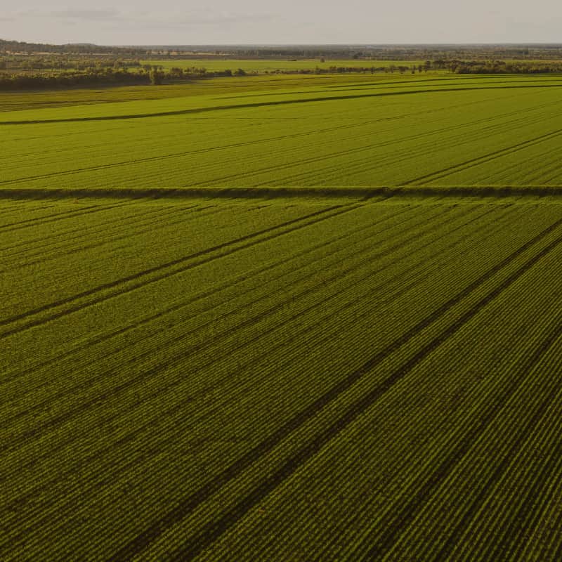 Bellata Gold wheat field in the golden triangle