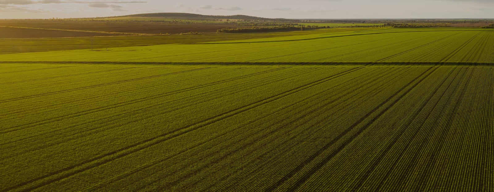 Bellata Gold wheat field in the golden triangle