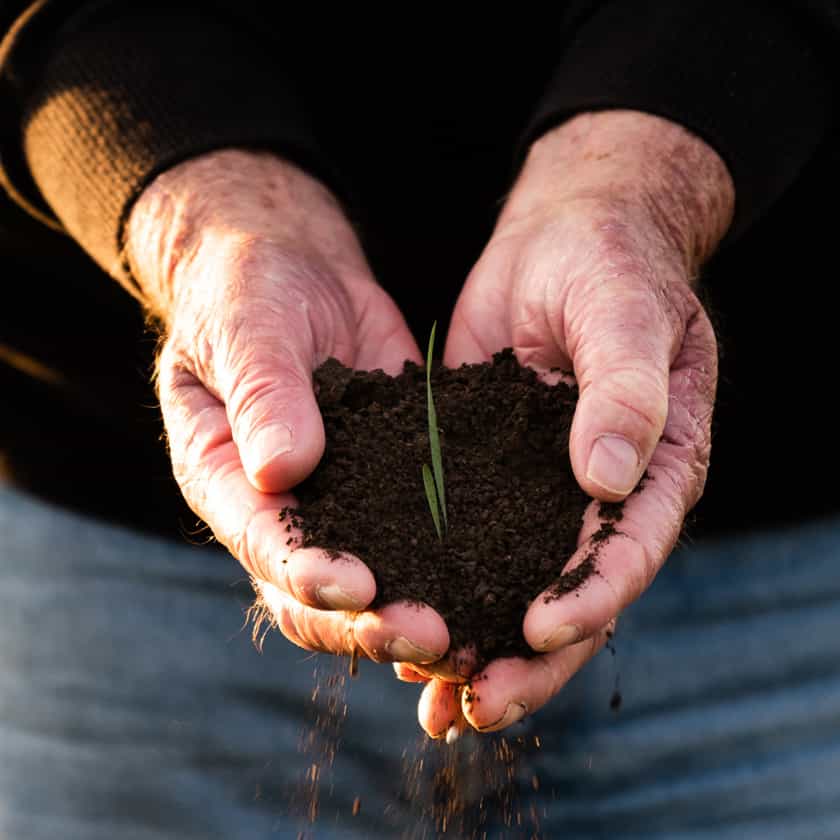 The rich black soil of the golden triangle region with wheat shoot