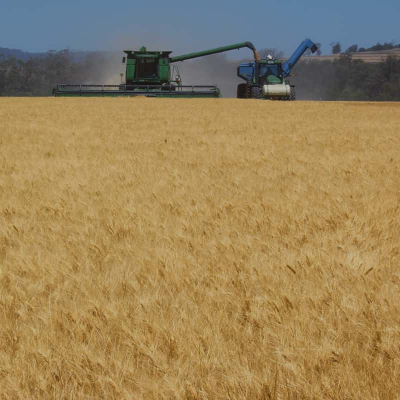Bellata Gold harvester in a field of durum wheat