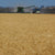 Bellata Gold harvester in a field of durum wheat