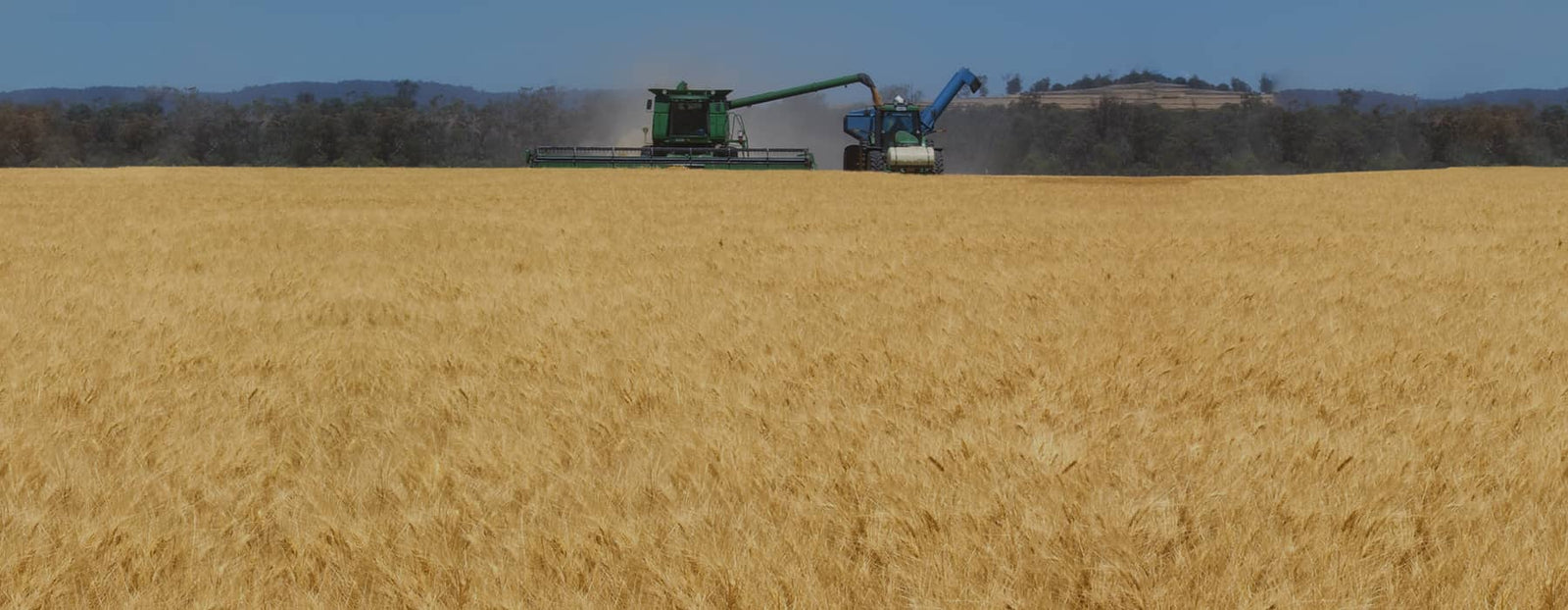 Bellata Gold harvester in a field of durum wheat
