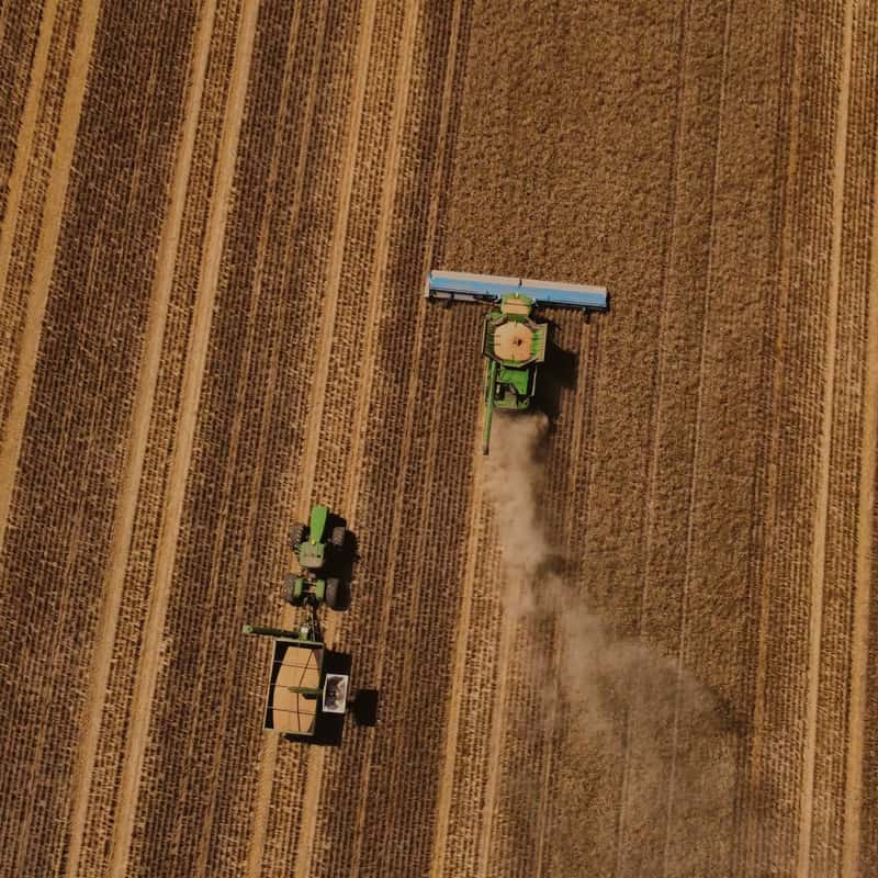 Bellata Gold wheat harvester aerial view from above