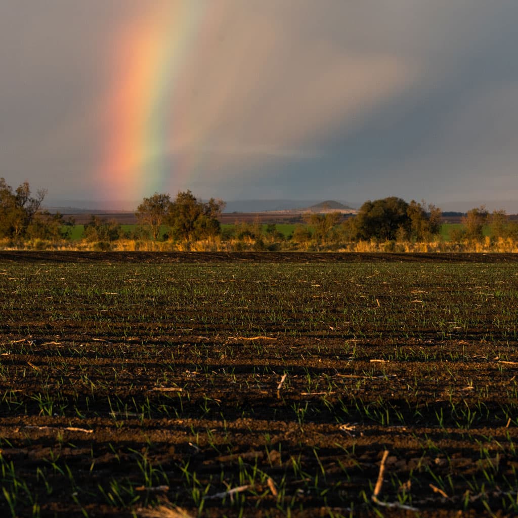 A Bellata Gold wheat field with rainbow