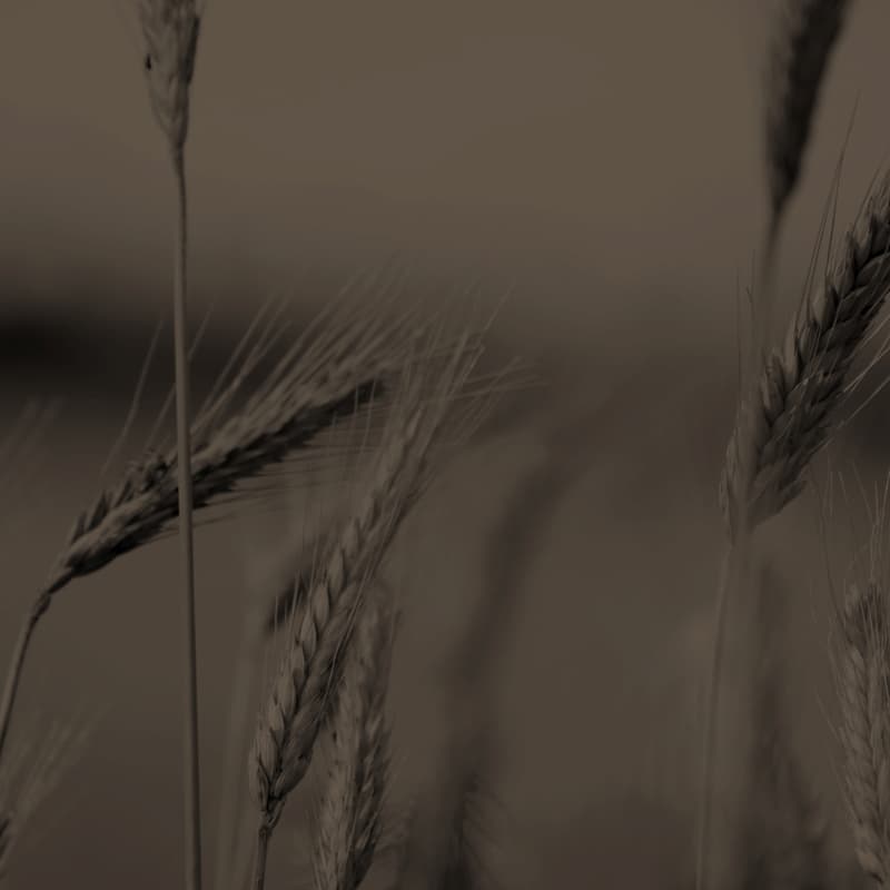 Bellata Gold durum wheat background image