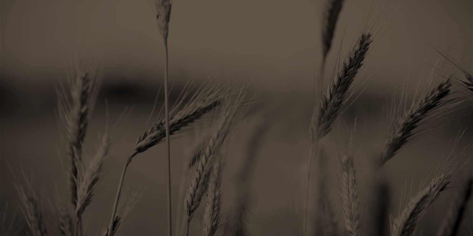 Bellata Gold durum wheat background image